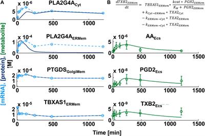 From transcriptomics to digital twins of organ function